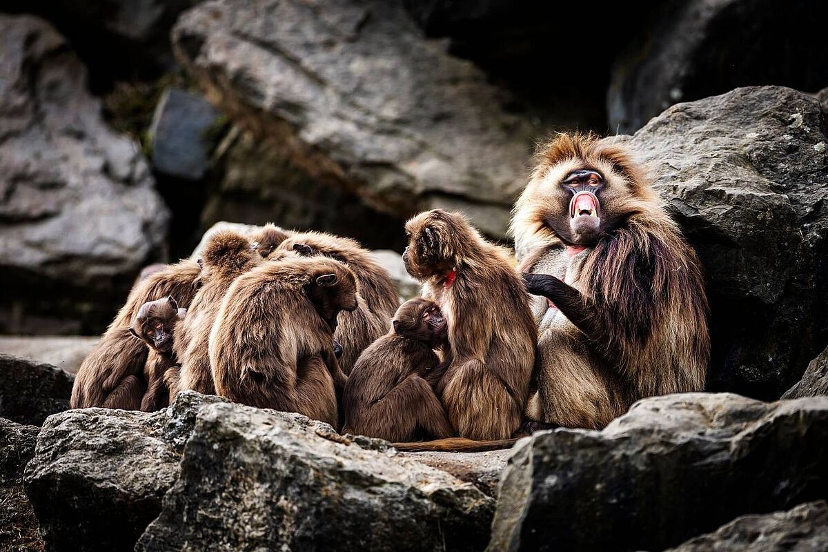 Dscheladas Zoo Zürich