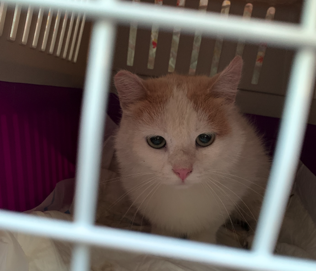 Sony ist ProTier Botschafter