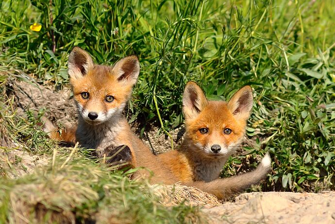 SPENDEN ZUM WOHL DER TIERE