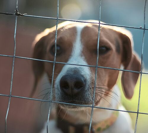 Tierheime unter Druck