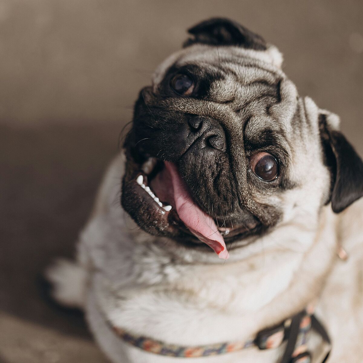 Qualzucht Hund