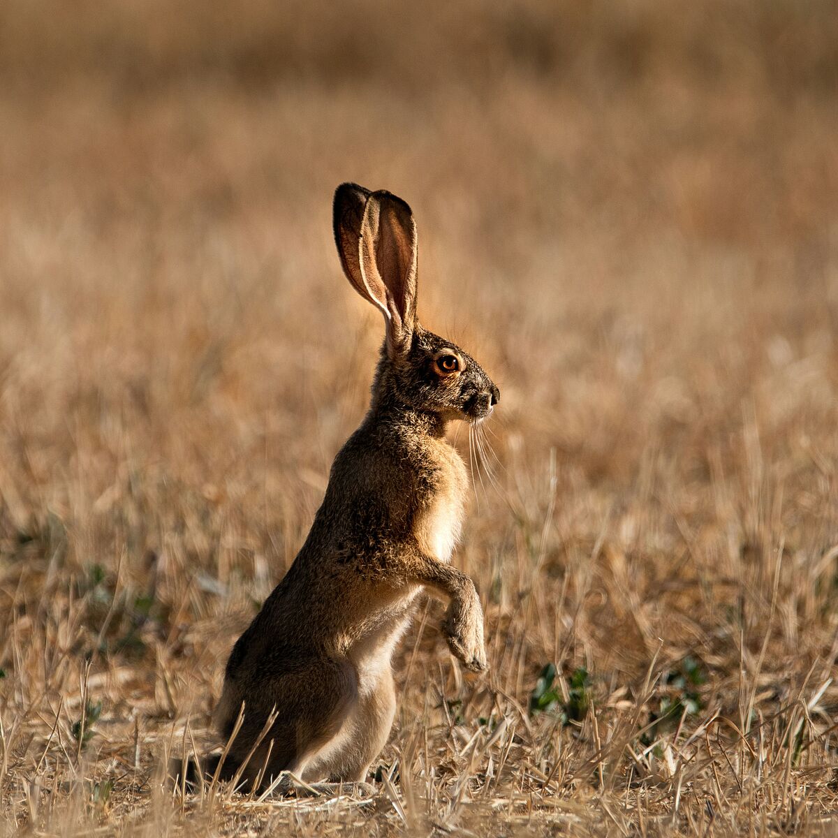 Hase