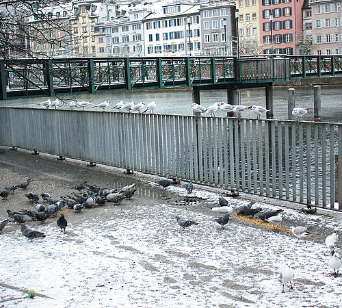 Ein Engel für die Zürcher Stadtvögel