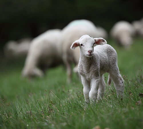 Revidierte Tierschutzverordnung: Verbot von Schwanzkürzen