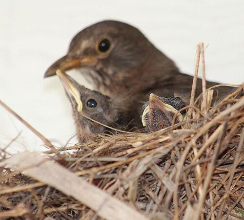 Brutzeit bei Vögeln: Wann helfen – und wann besser nicht