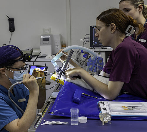 Wo Schildkröten und Papageien ein und ausgehen