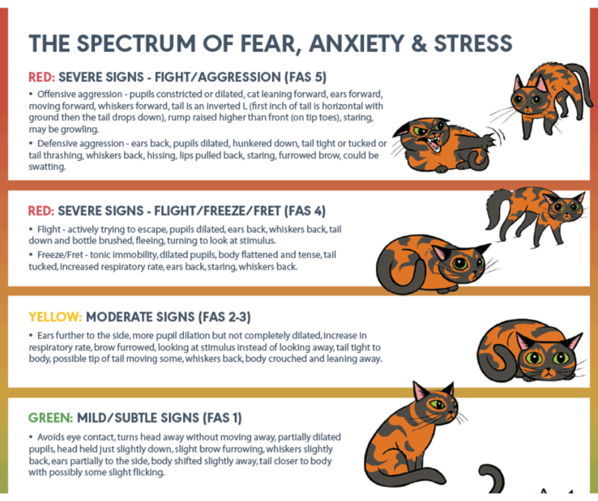 Fear Free FAS Scale