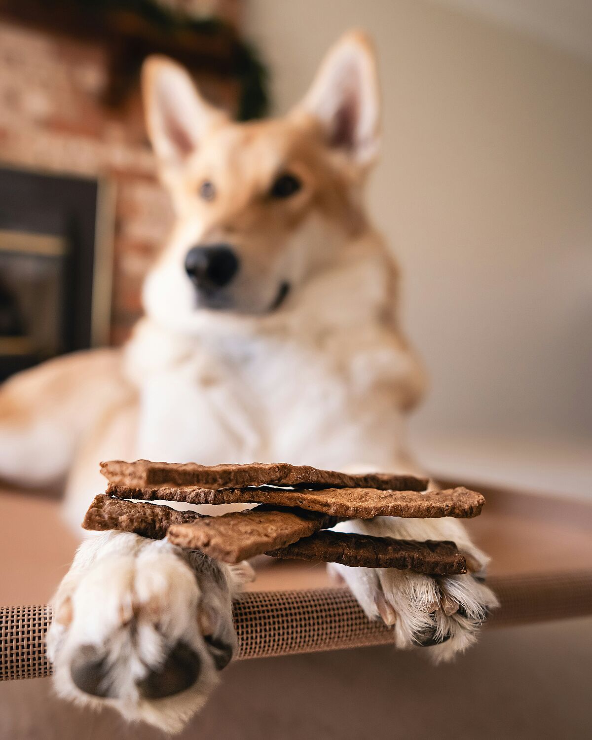 Hund Frustrationstoleranz