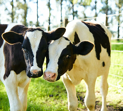 Warum Kühe mehr als nur «Nutztiere» sind