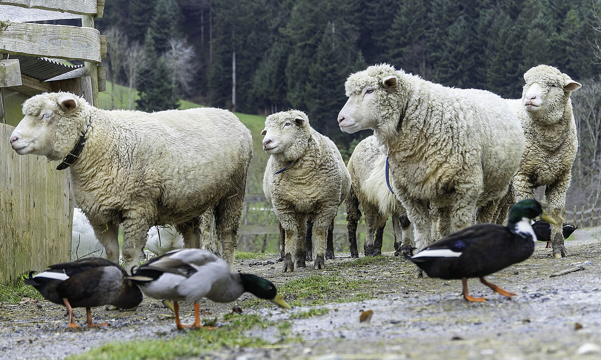 Gnadenhof Tier-Asyl Hübeli