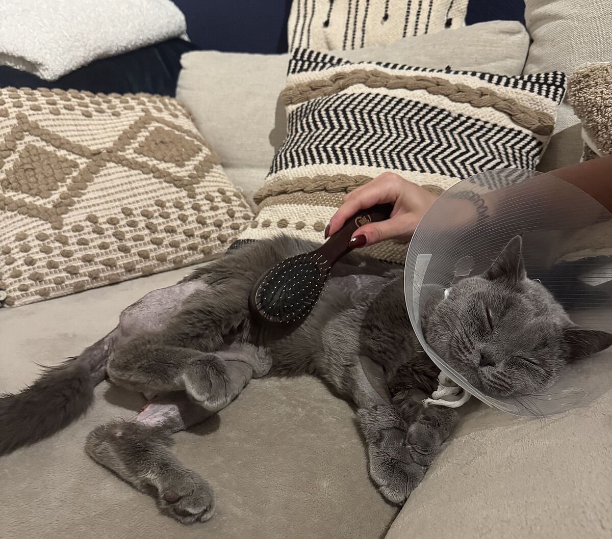 ProTier hilft Kater Matcha