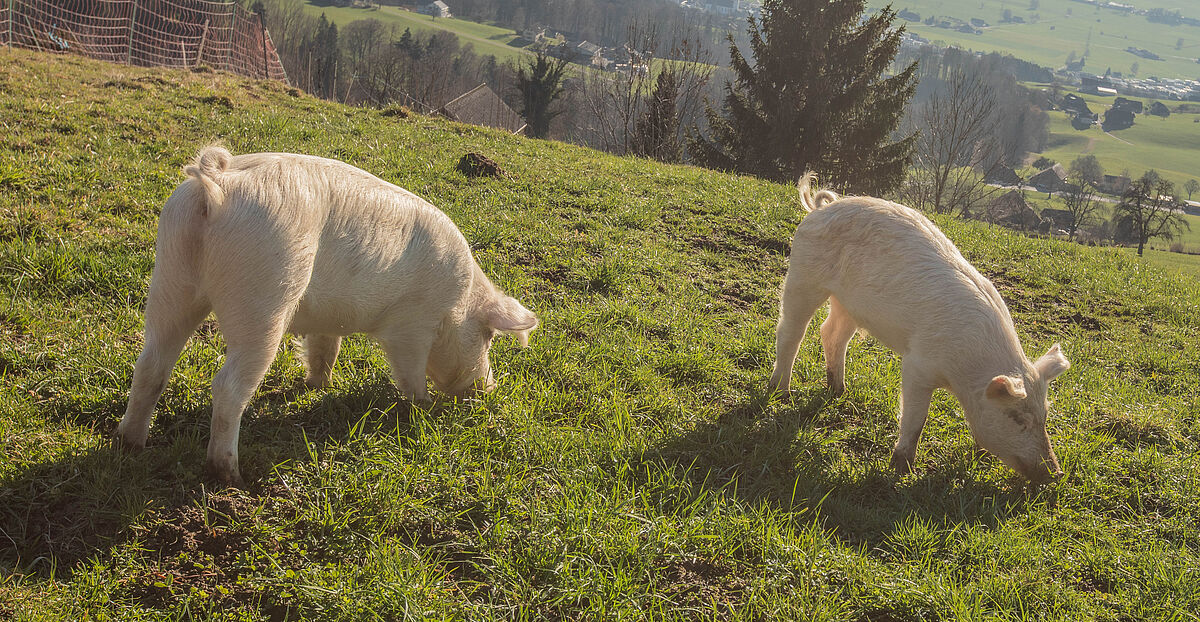 Otis und Emily