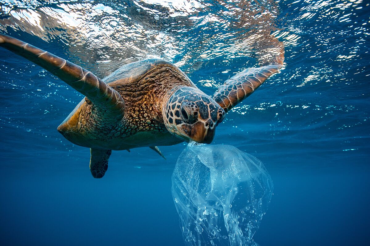 Schildkröte mit Plastik