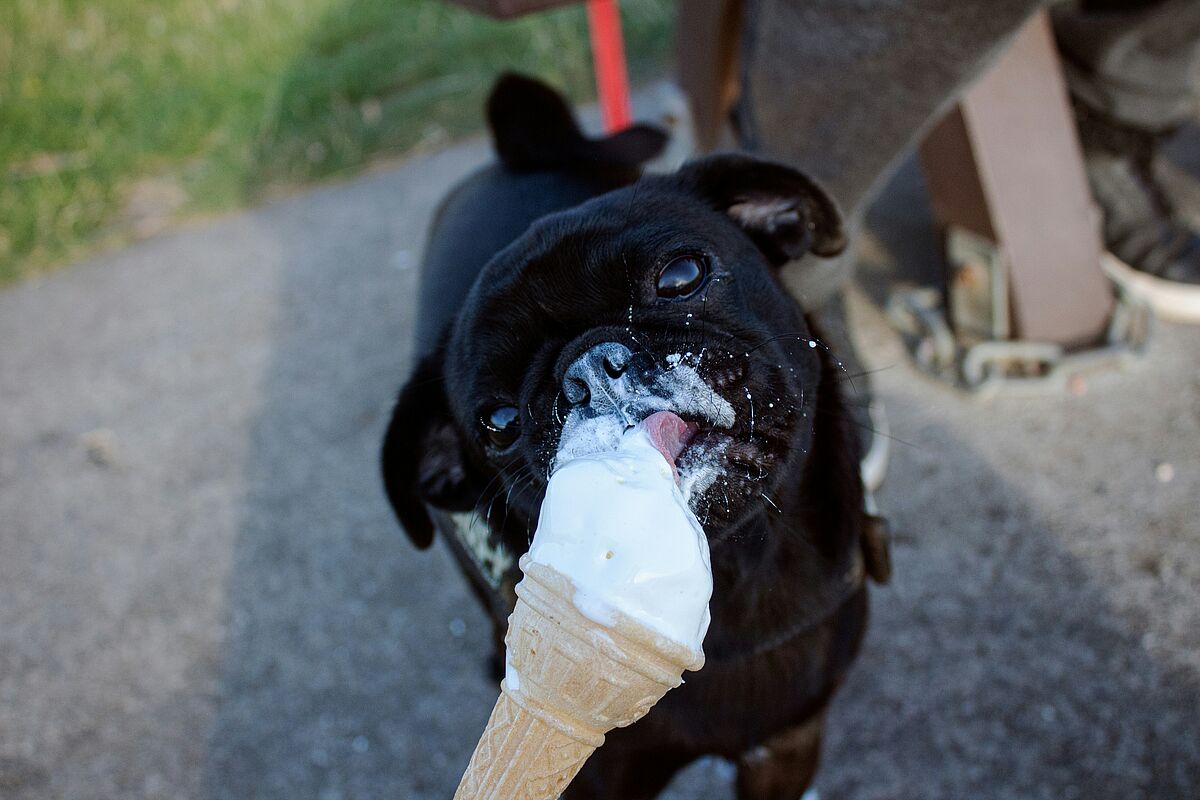 Glace für Hunde