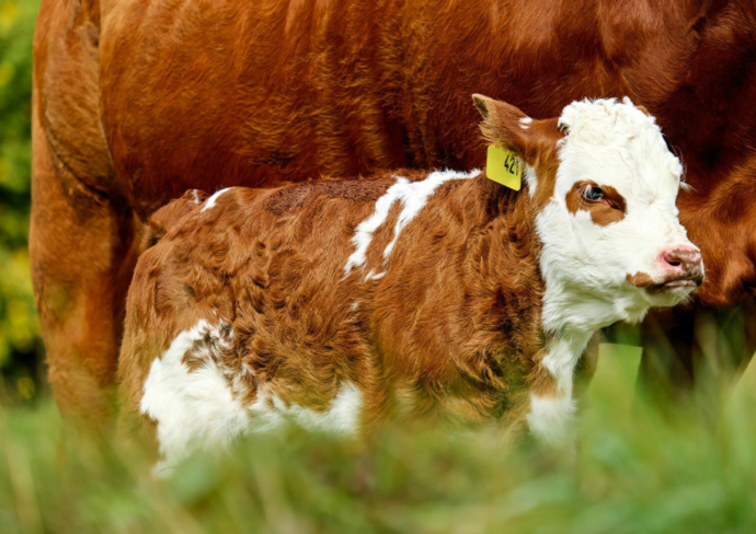 Tierschutz Podcast «Radio Summer Night» zum Thema Muttergebundene Kälberaufzucht