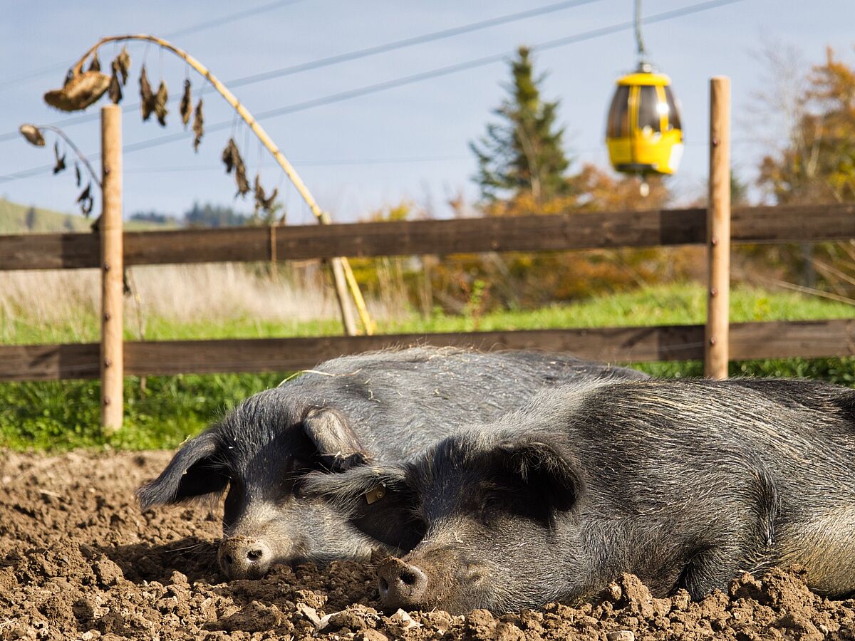 Schweine schlafen