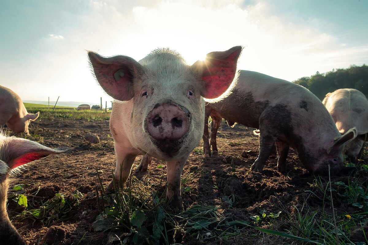 Glücklische Schweine