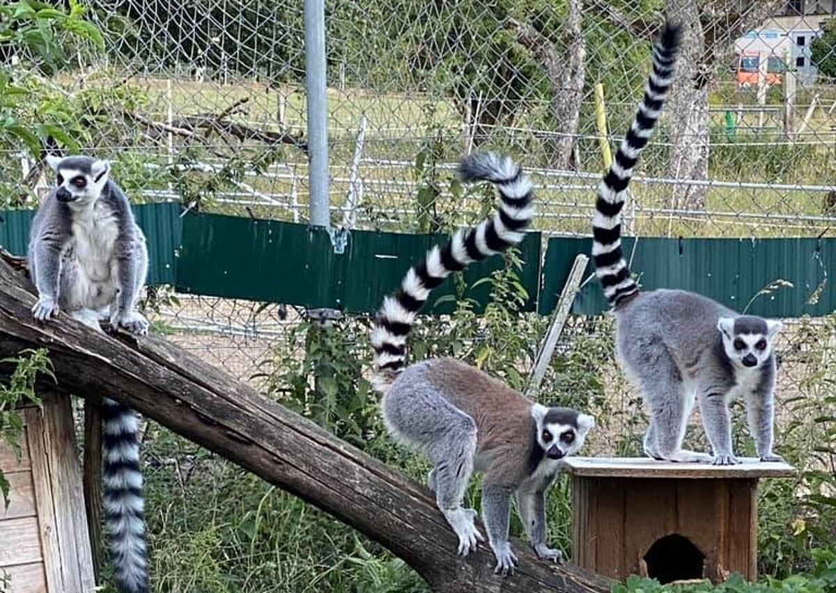 Hoftage-Mini-Zoo-Zahir