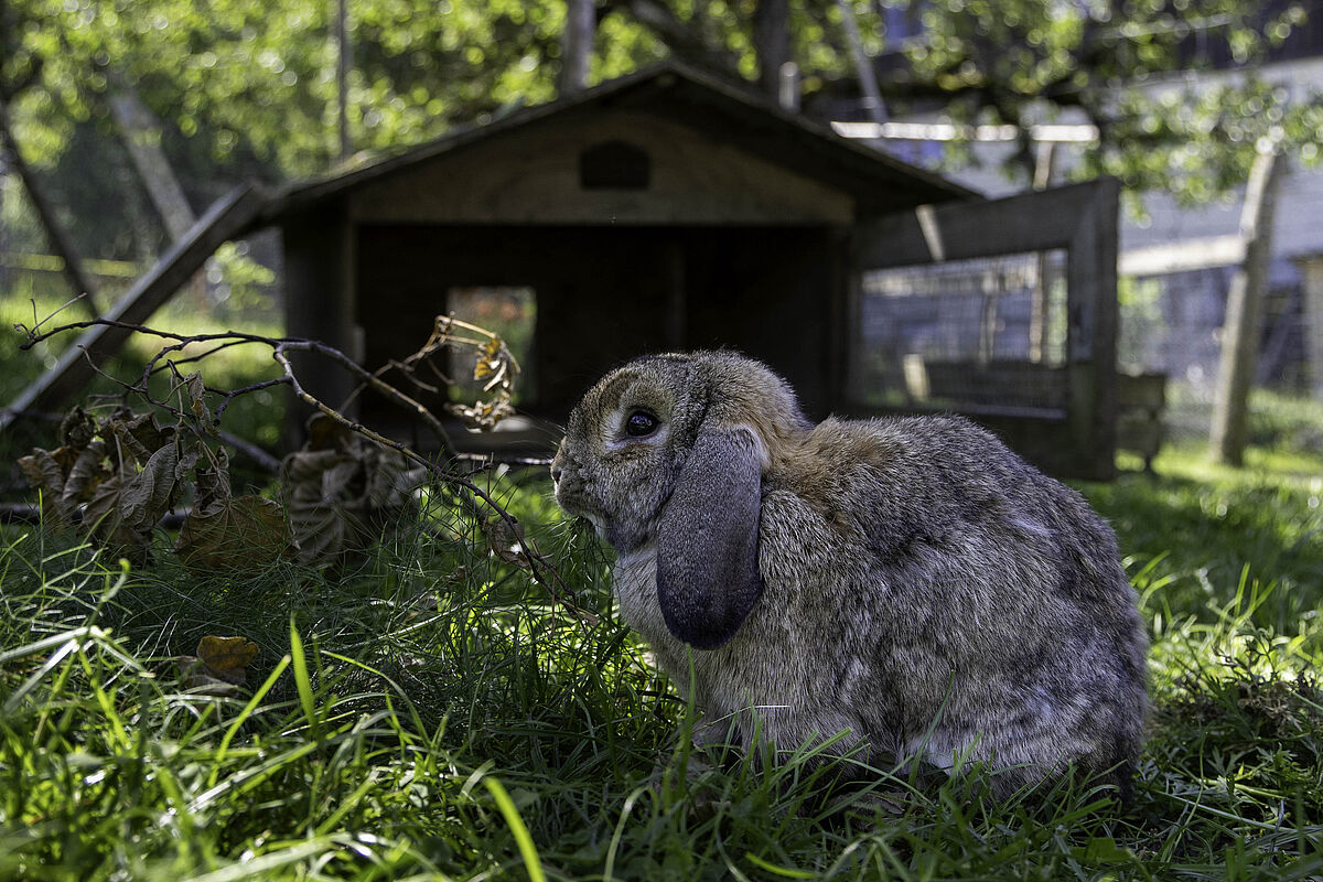 Hasen auf dem Lebenshof Bruffhof