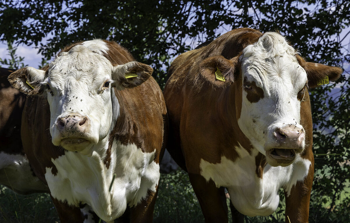 Kühe auf dem Lebenshof Bruffhof