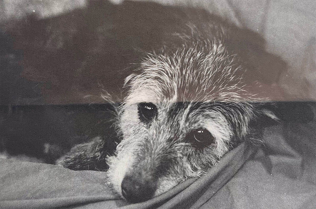 75 Jahre ProTier - Archiv