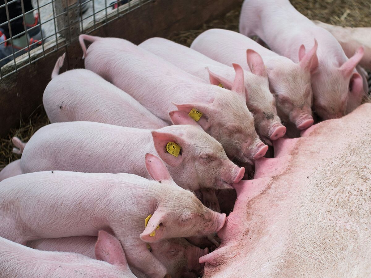 Schweine