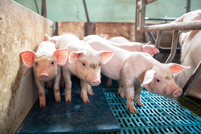 Tierschutz und Ernährung
