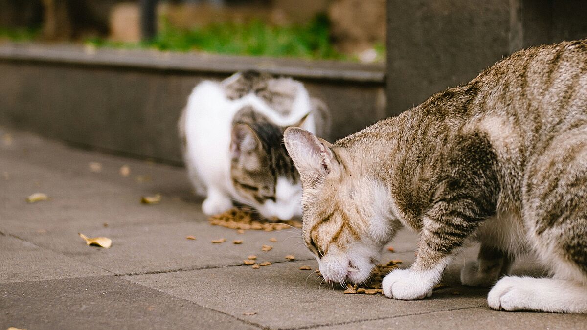 Katzen essen