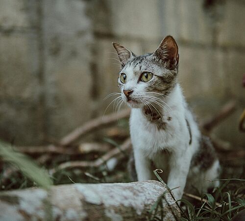 Kastrationspflicht: Die Lösung für das Katzenelend?