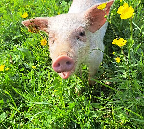 Dem Schlachthof entkommen: Zwei Schweinchen im Glück