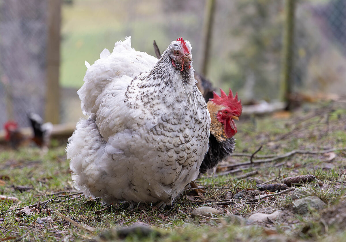 Gnadenhof Tier-Asyl Hübeli
