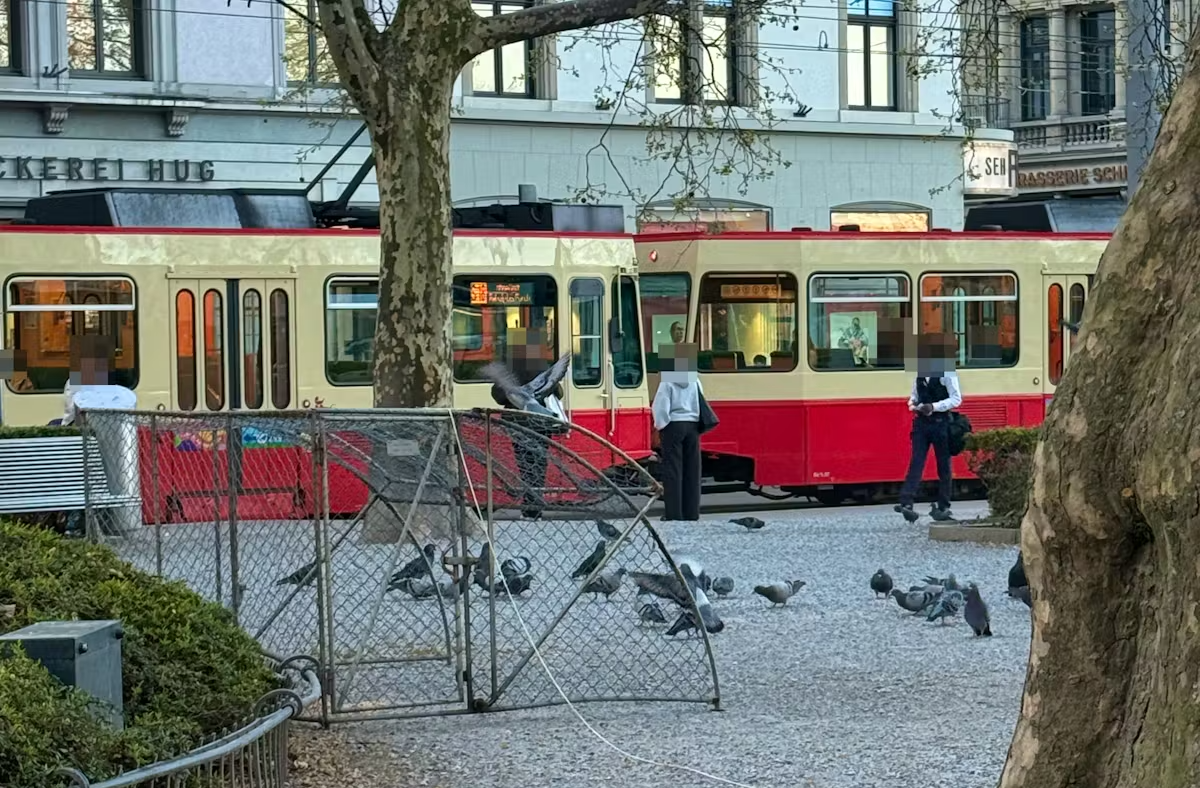 Taubenvorfall Zürich