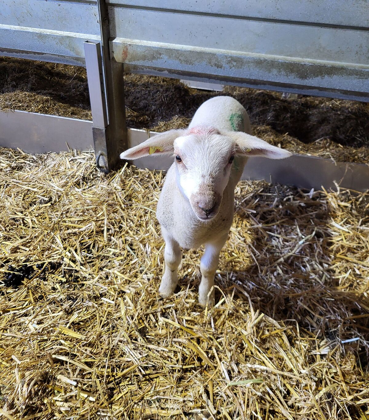 Ein Lamm im Stall