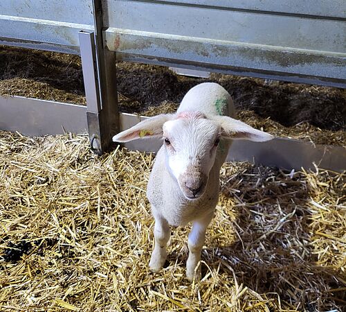 Milchschafe und Lämmer vereint