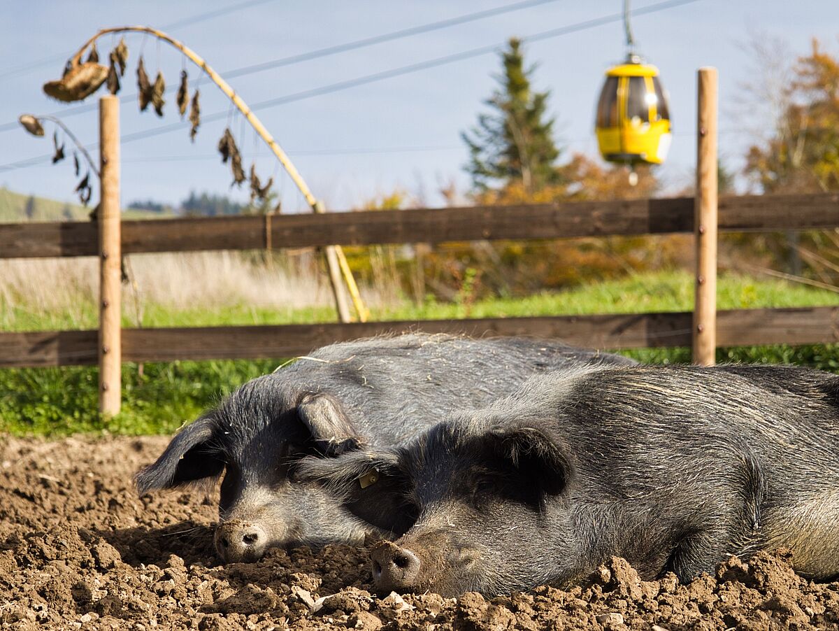 Schweine suhlen sich in der Erde