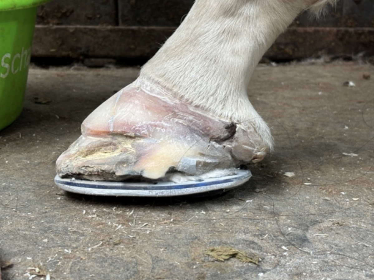 Mi Vida White Line Disease