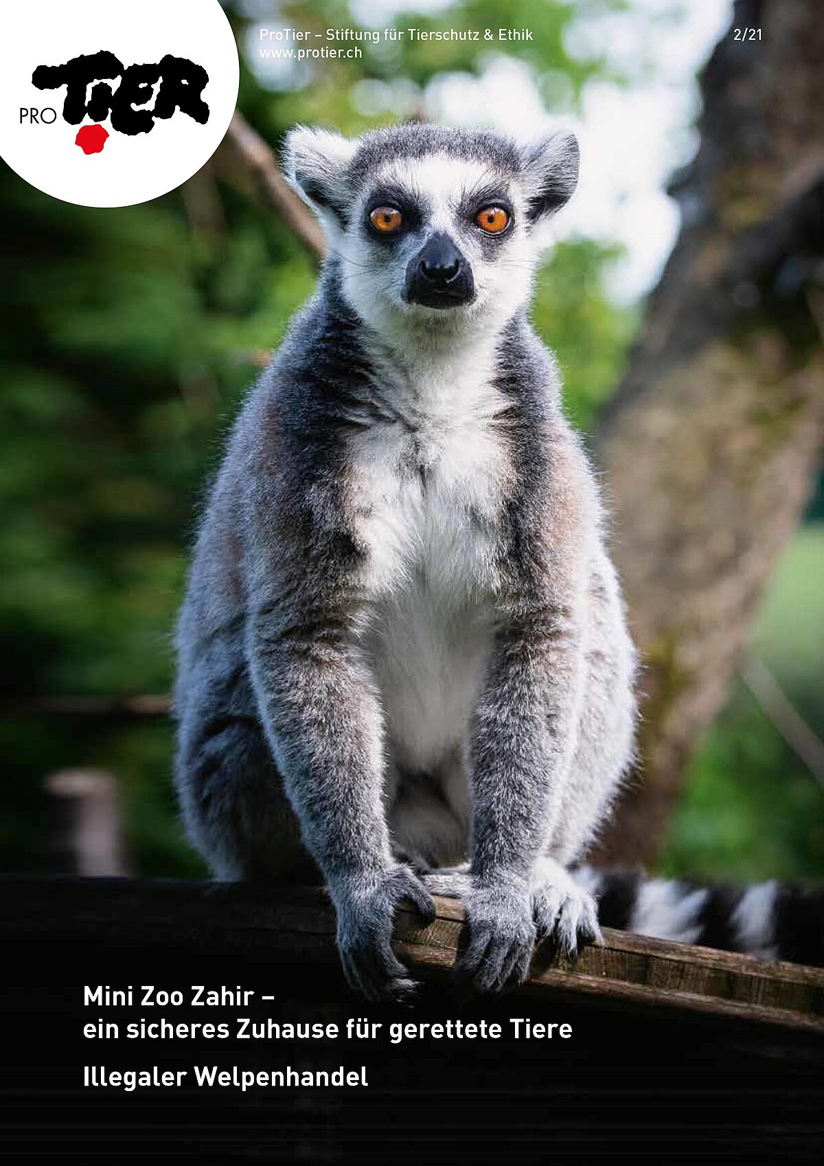 Ausgabe Sommer 2021