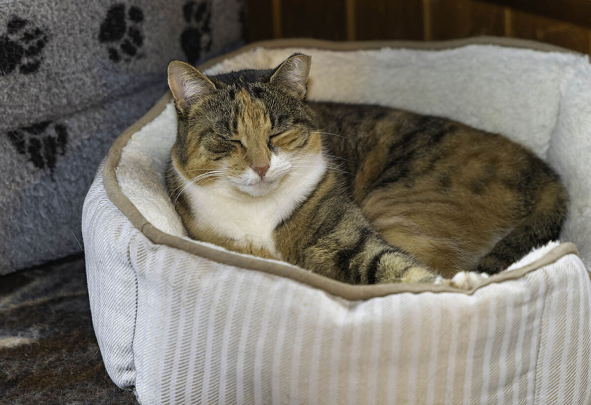 Gnadenhof Tier-Asyl Hübeli