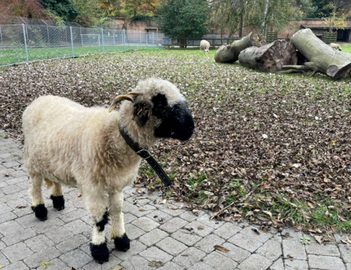 Ein neues Zuhause für Tierpark Schafe