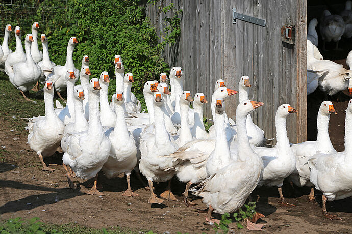 Weihnachtsgans auf der Flucht