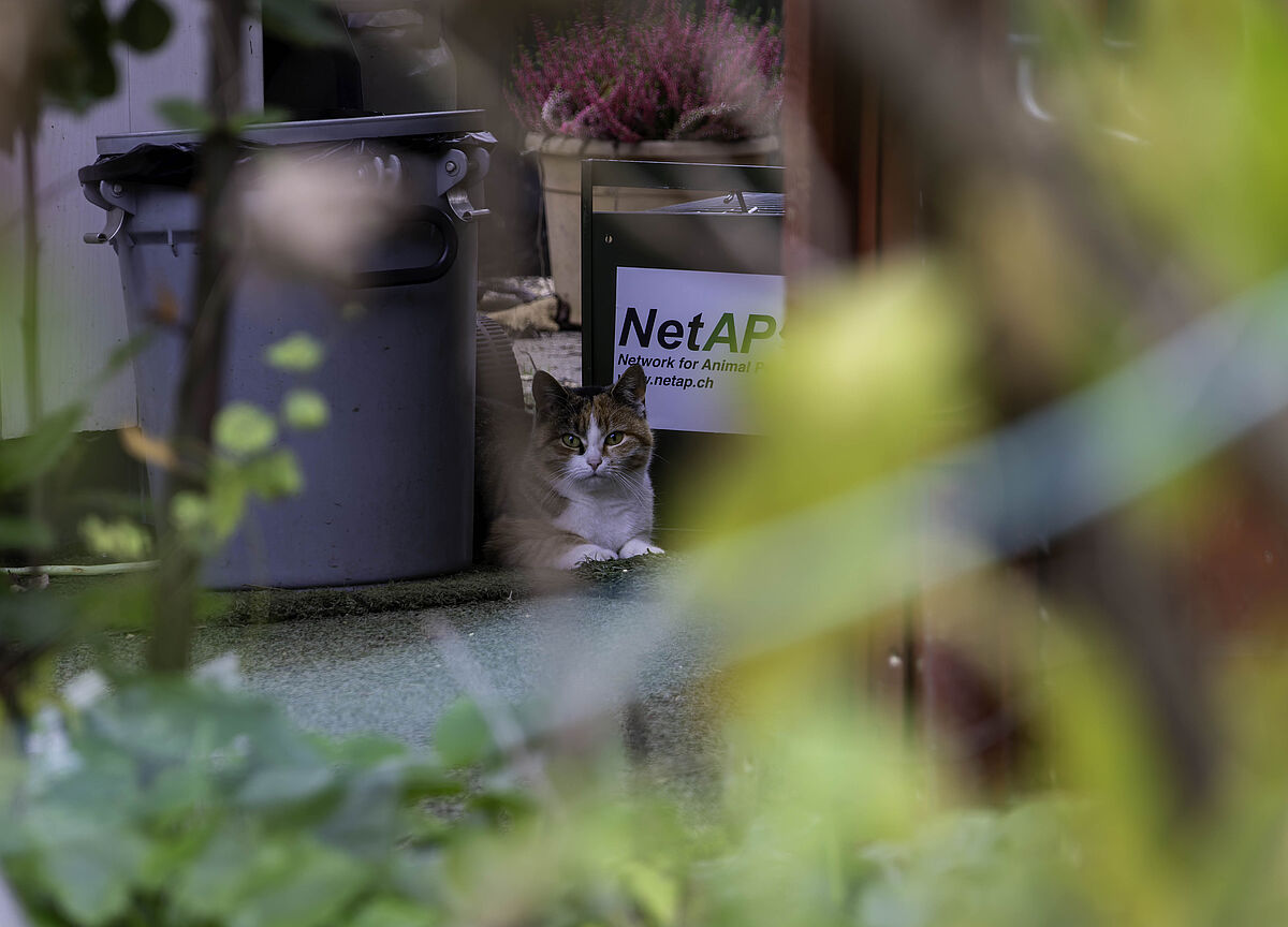 ProTier im Einsatz für heimatlose Katzen