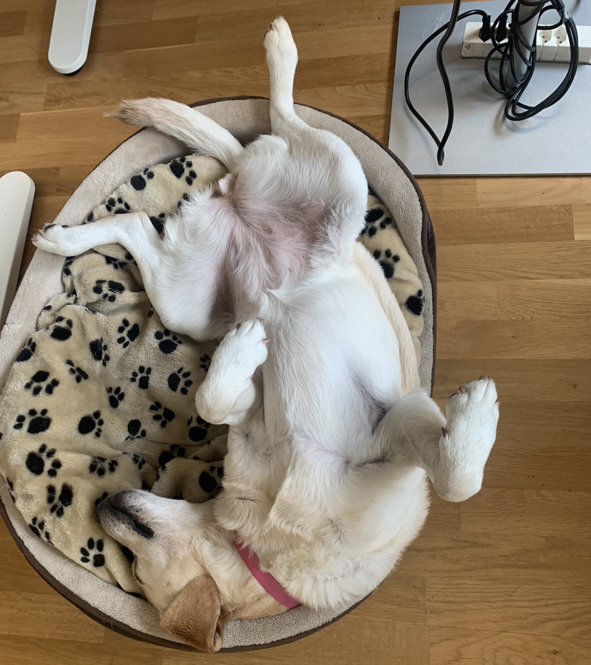 Amelia schläft entspannt in ihrem Bett