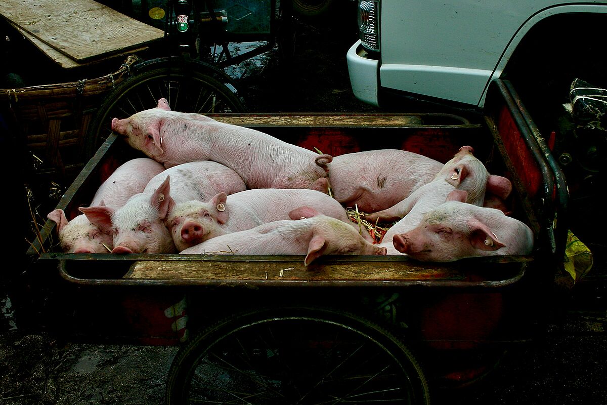Schweinetransport