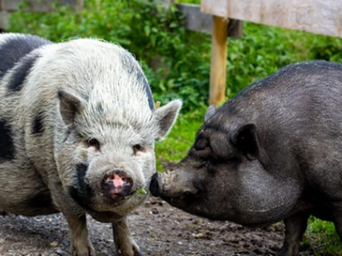 Schweine vom Tierasyl Hübeli