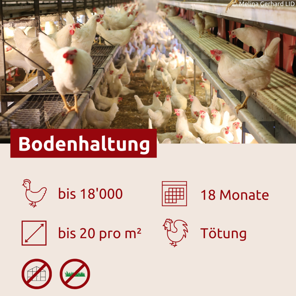 Bodenhaltung