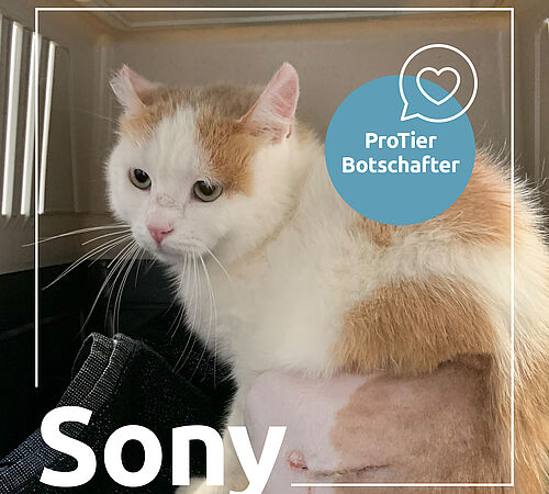 Kleiner Kater, grosses Glück