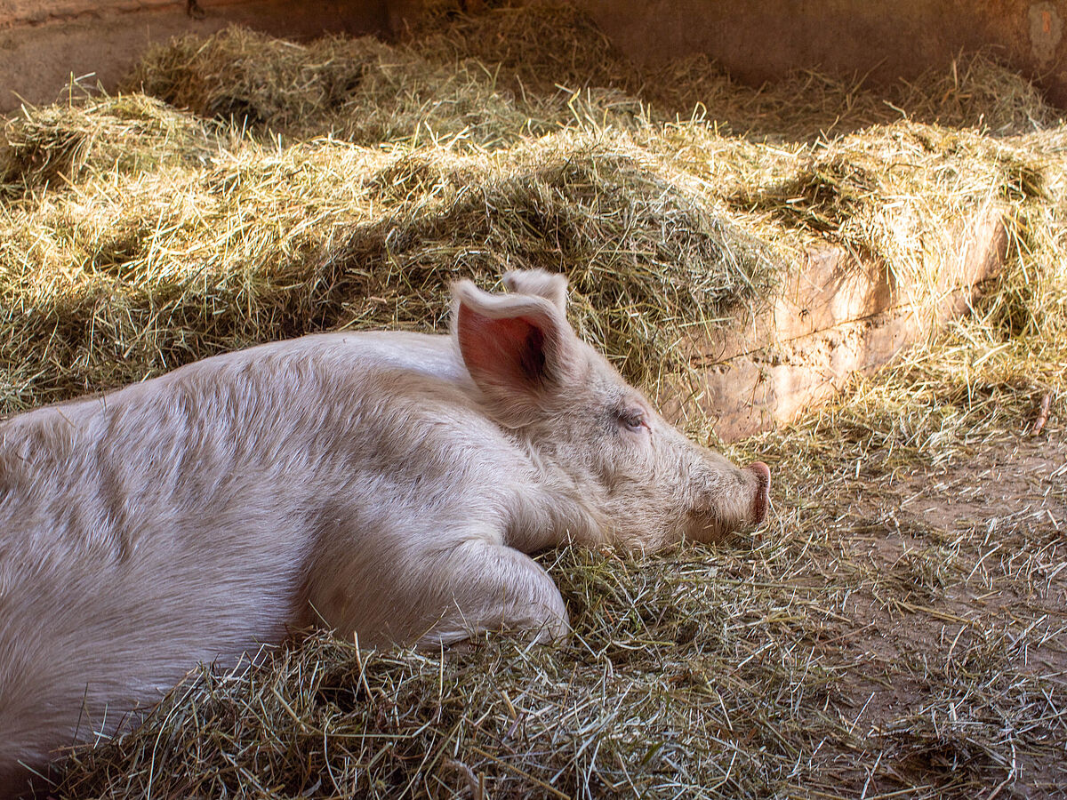 Schwein im Stroh