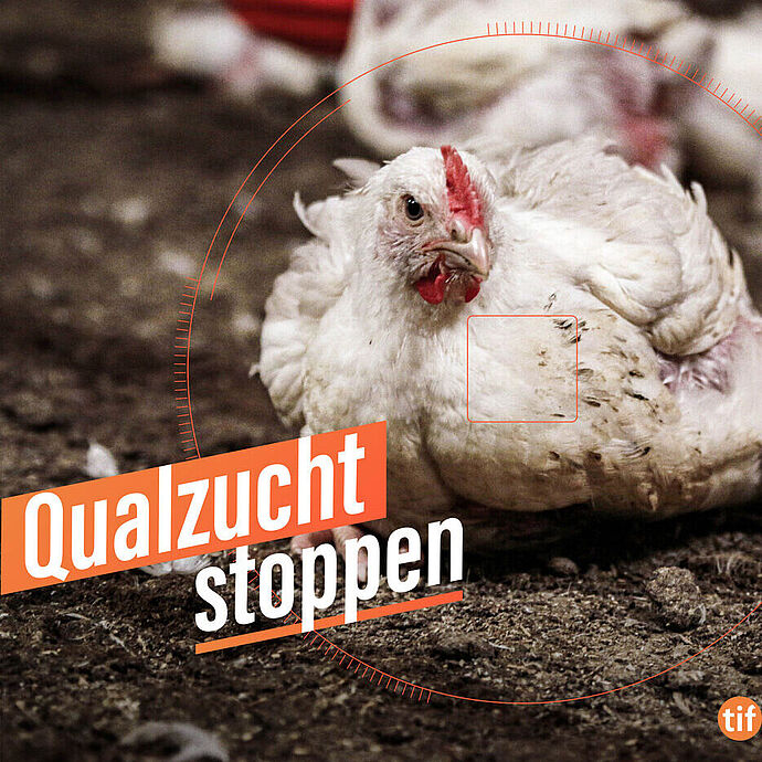 Qualzucht stoppen