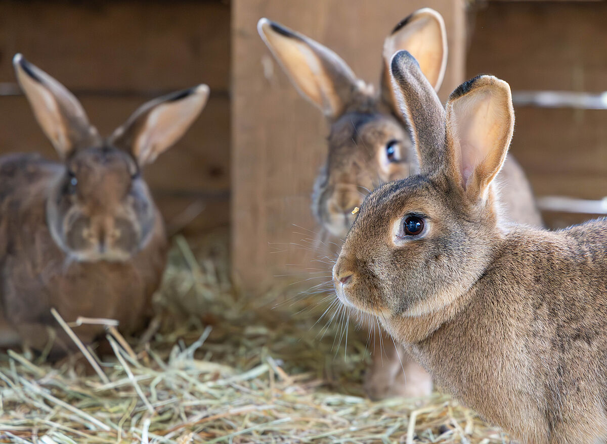 Gnadenhof Tier-Asyl Hübeli