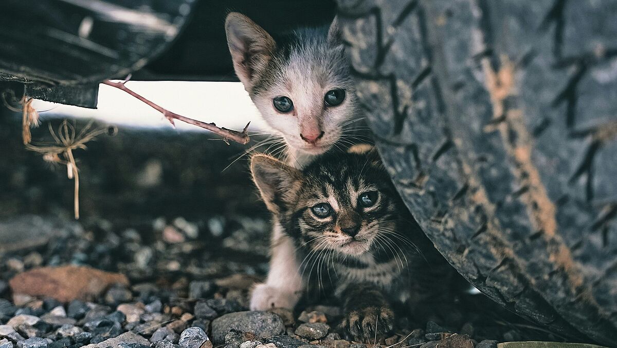 Streunerkatzen
